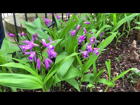 Video: Hardy Orchid Care - Paano Palaguin ang Hardy Chinese Ground Orchid