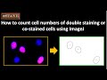 How to count the cell numbers of double staining or costained cells using imagej