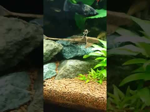 Dasyloricaria filamentosa Zbrojnik kolumbijski