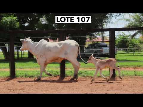 LOTE 107