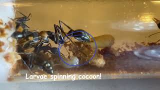 Quick Video Bull Ant Larvae Spinning Cocoon