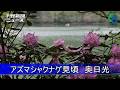 アズマシャクナゲ見頃 奥日光・湯ノ湖畔