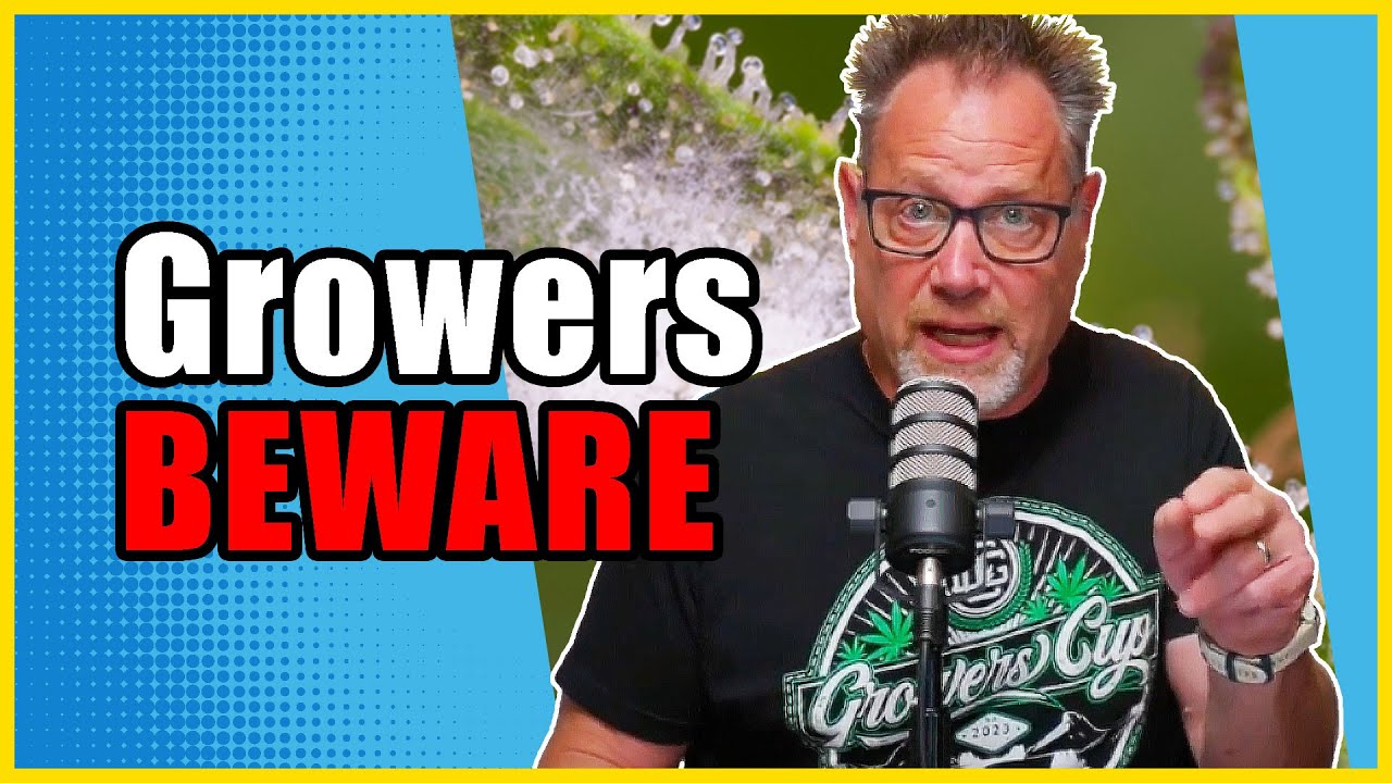 Избегайте этих 5 главных ошибок при выращивании каннабиса