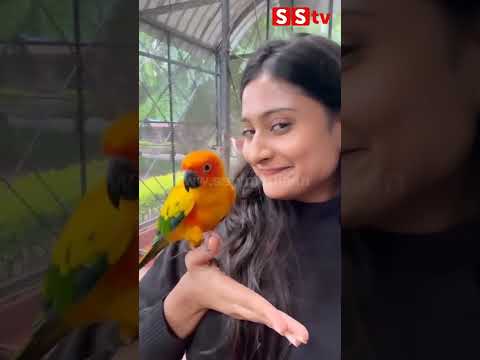 ನಟಿ ಅಮೃತ ಐಎಂಗರ್ ಅವರಿಗೆ ಪ್ರಾಣಿ ಎಂದರೆ ಎಷ್ಟು ಇಷ್ಟ#kannadaactress #kannadasongs #amruthaiyengar #sstv ನಟಿ ಅಮೃತ ಐಎಂಗರ್ ಅವರಿಗೆ ಪ್ರಾಣಿ ಎಂದರೆ ಎಷ್ಟು ಇಷ್ಟ#kannadaactress #kannadasongs #amruthaiyengar #sstv