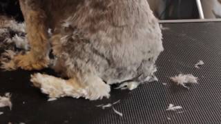 Pawz and Company Video