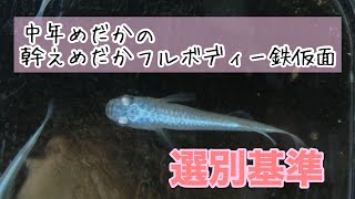 [中年めだか]幹之めだかフルボディー鉄仮面の選別基準