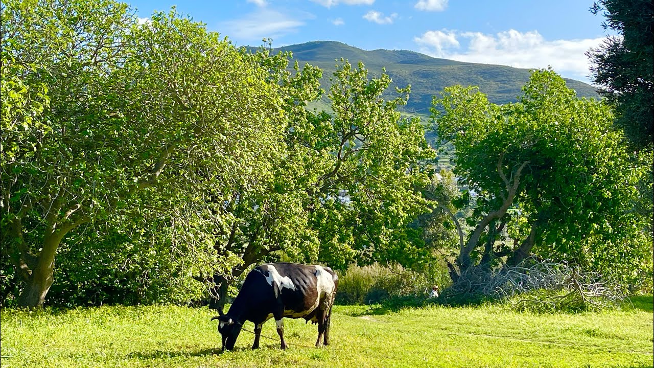 جنان تبارك الله رائعة محفض مساحة 3000 متر0703640826 بين طنجة تطوان