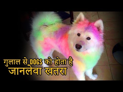Harmful Side effects of  Holi colour on Dog | Keep your pet safe this holi - video from Nappets
