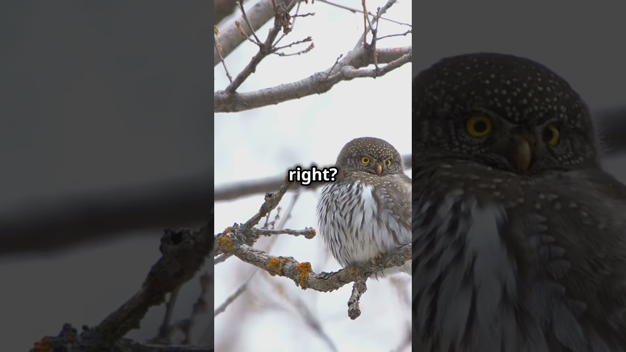 5 Fascinating Facts About the Northern Pygmy owl!