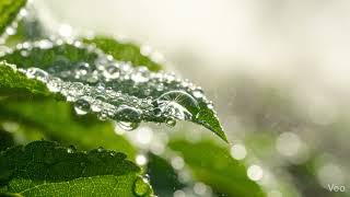 Dewdrops on Leaves Video Generation