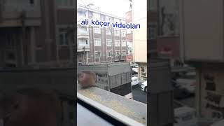 ÇİFTE KUMRULAR