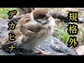 進撃のヒナ 【すずめ日記】