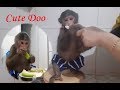 Monkey Doo Always Brushes His Teeth Before Having Breakfast Every Morning