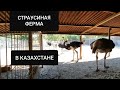 Страусиная ферма .Какие они красивые !Страусиное яйцо не продали .Как выглядит юрта внутри ? Алматы