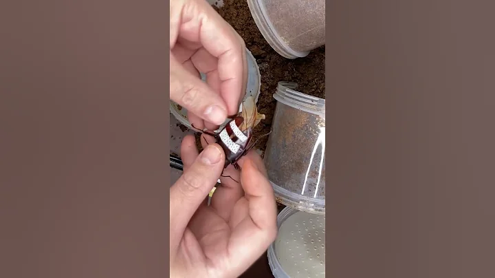 高難度手術交給我就對了。甲蟲羽化燕尾處理。犀牛叉角鍬形蟲 - 天天要聞