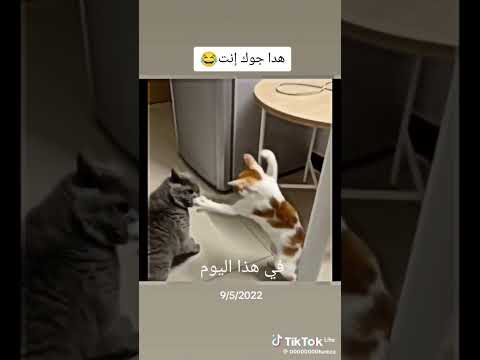 هذا جوك انت 