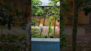 അങ്ങനെ ലക്കി മരം കയറാൻ പഠിച്ചു #ytshorts 👏shortsfeed #love 🔥