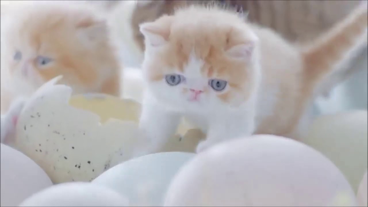 Funny Cats Whatsapp Status Video || Download Free 