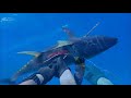 OUMAR SPEARFISHING OAHU BLUE WATER