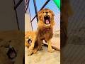 #jimcorbettwildlifeandnatureview #lion #tigerspotted #largecats #animals #bigcats #bigcats