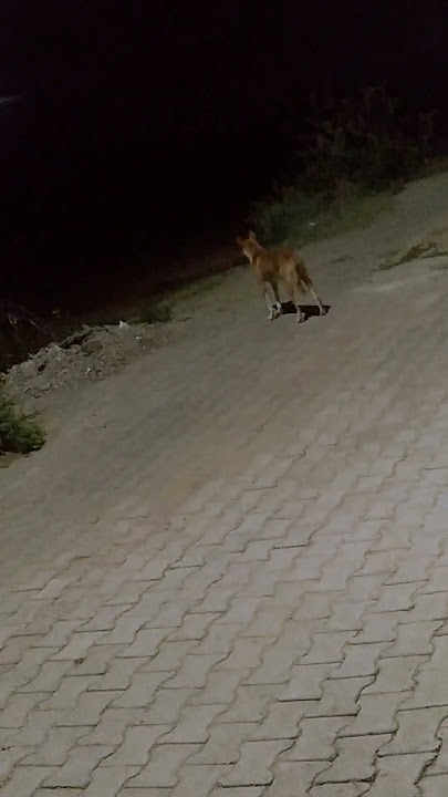🐕🐕🐕🐕‍🦺🐕‍🦺🐕‍🦺