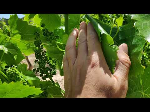 Vídeo: Poda de vinyes de Mandevilla: com tallar correctament una Mandevilla