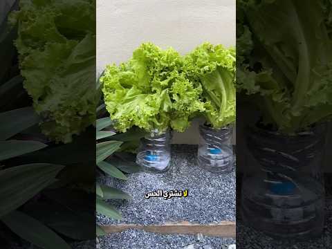لا تشتر الخس بعد الآن ازرعه بنفسك