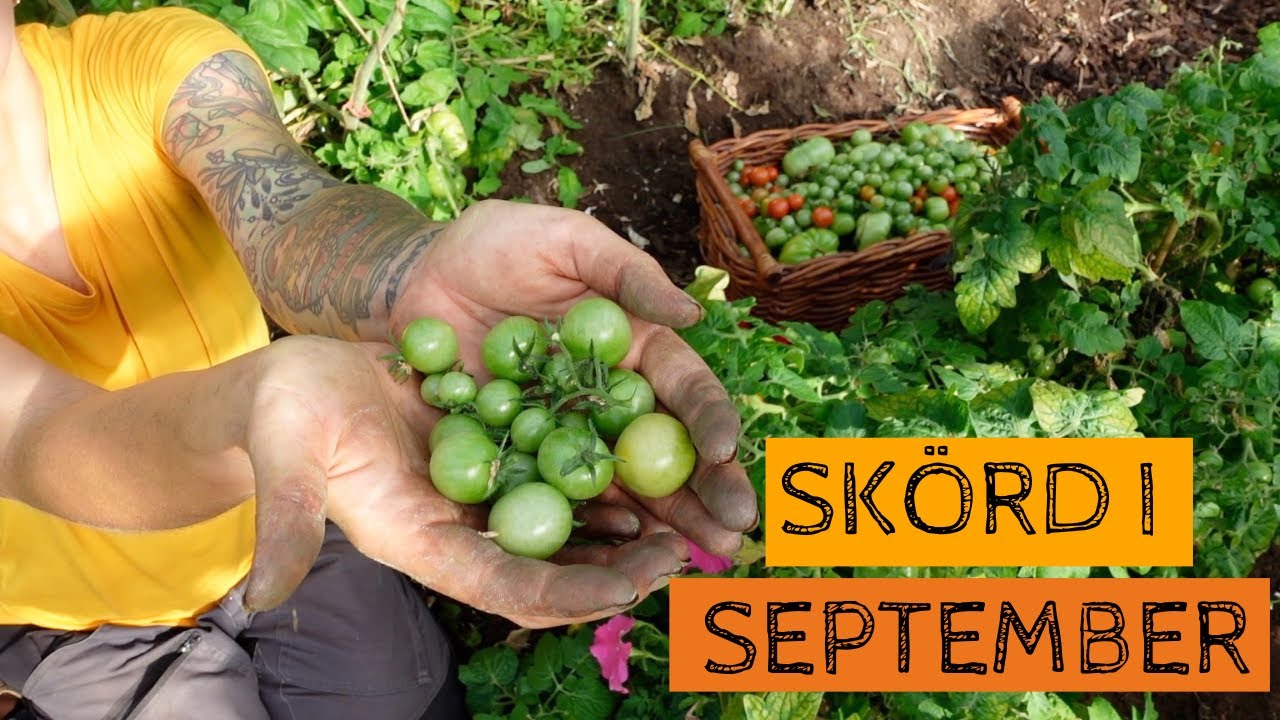 Skörd i september - potatis och gröna tomater. Dags att klippa ner ...