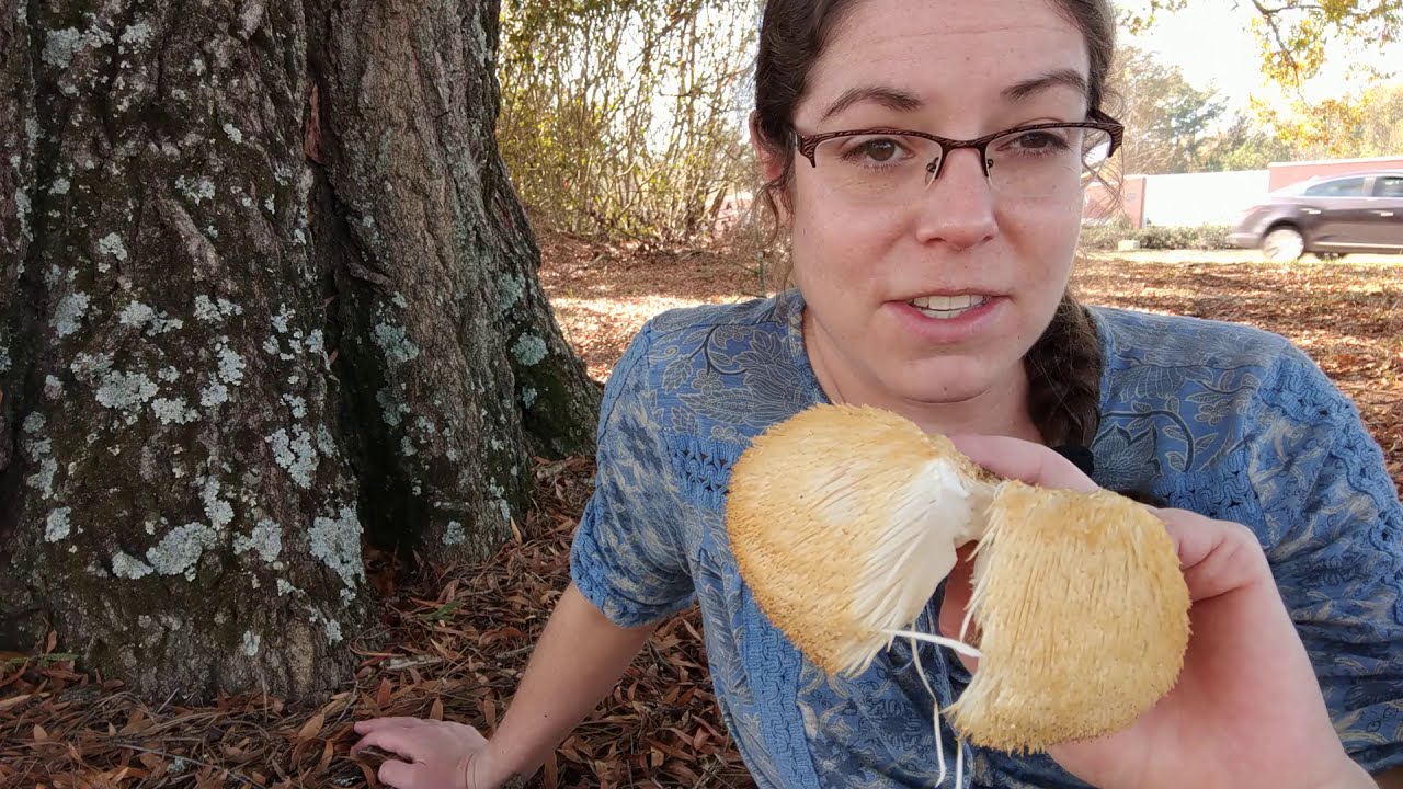 Lion's mane mushroom, Hericium erinaceus 