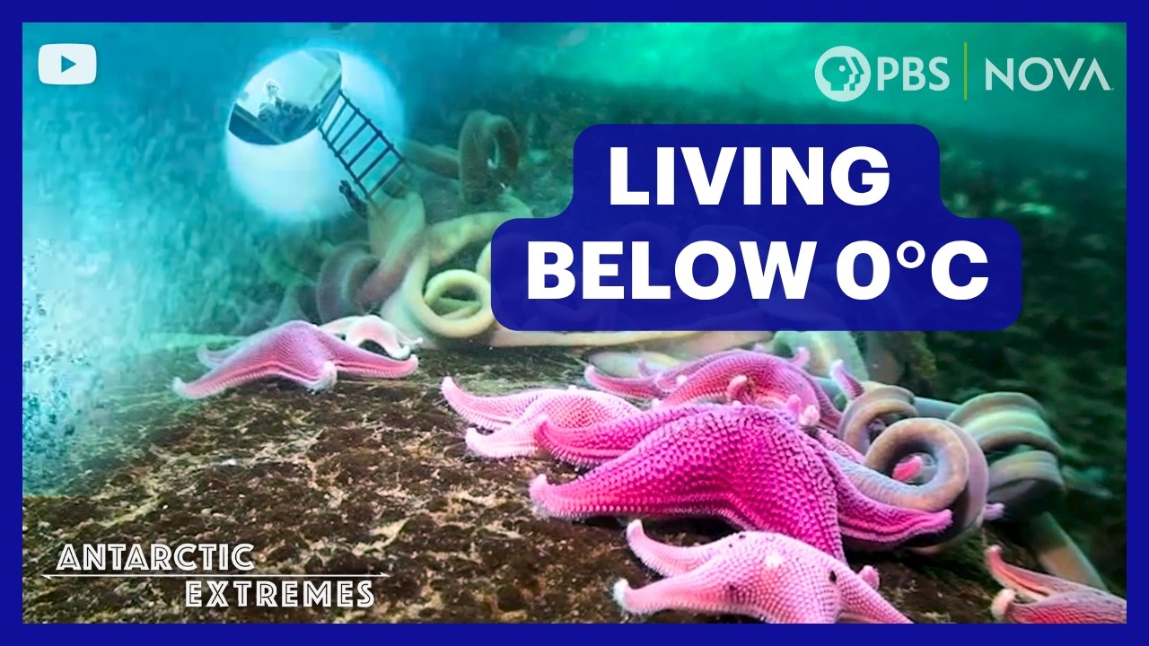 Antarctica’s Strange Underwater World | NOVA | PBS