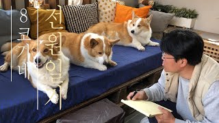 Interview with the pups on what kind of stairs work best for them / The 8 Corgi’s Country Diary