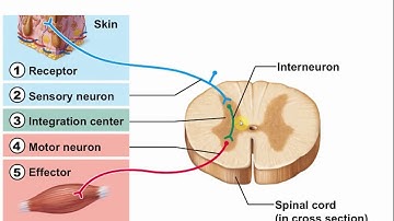 2113 Chapter 13 - Peripheral Nervous System Part D