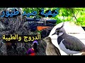 كيفية صيد طيور التيبط والدروج2023Tibet And Drooping Birds 