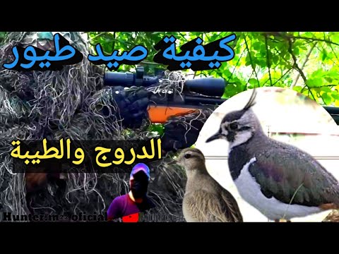 كيفية صيد طيور التيبط والدروج2023   