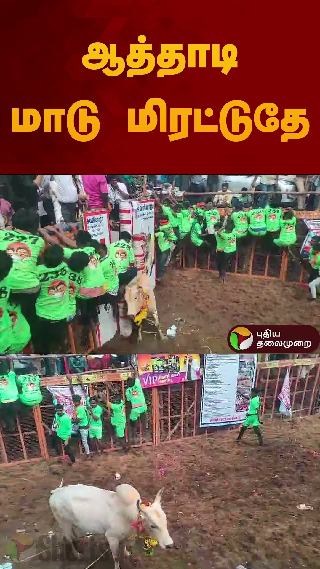 ஆத்தாடி மாடு மிரட்டுதே | #jallikattu2025 | #madurai | #shorts