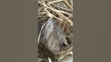 27th day grey, silver, favan, and albino Java sparrow chick#burjkhalifa#javasparrow#javabirds#dubai