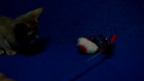 Video 3096881: abyssinian kitten, female abyssinian