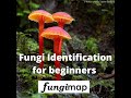Fungi identification workshop for beginners