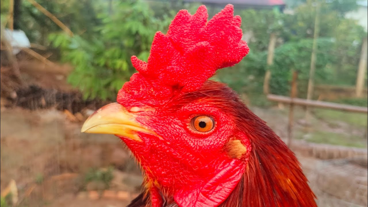 28/2 Tóp Giỏi Anh Em Xem Giải Trí./ Châu Vĩnh Long. 097.8143.074