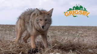 How To Trap Coyotes | Live Trapping at The Grigsby