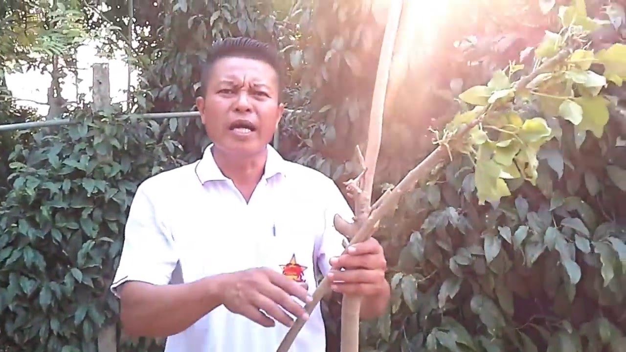 ทองหลางชำกิ่ง