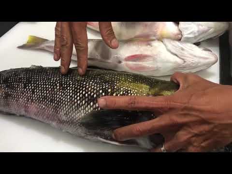Vídeo: Como Determinar O Frescor Do Peixe Pelas Guelras