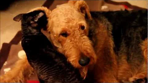 Watch the video about Le Tueur de Chats, Airedale vs Rex Cornish(The Cats Killer)