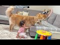 2歳児を気にかけながらもスリッパを奪い返してくれる正義感溢れるゴールデンレトリバー