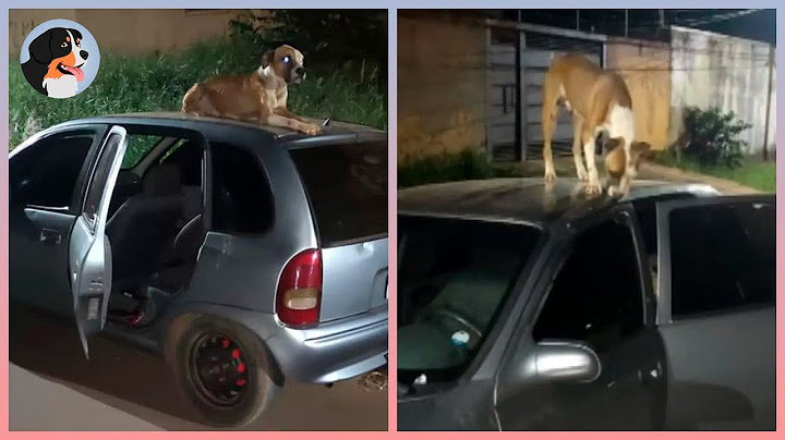 Cachorro de rua é encontrado "protegendo" carro roubado
