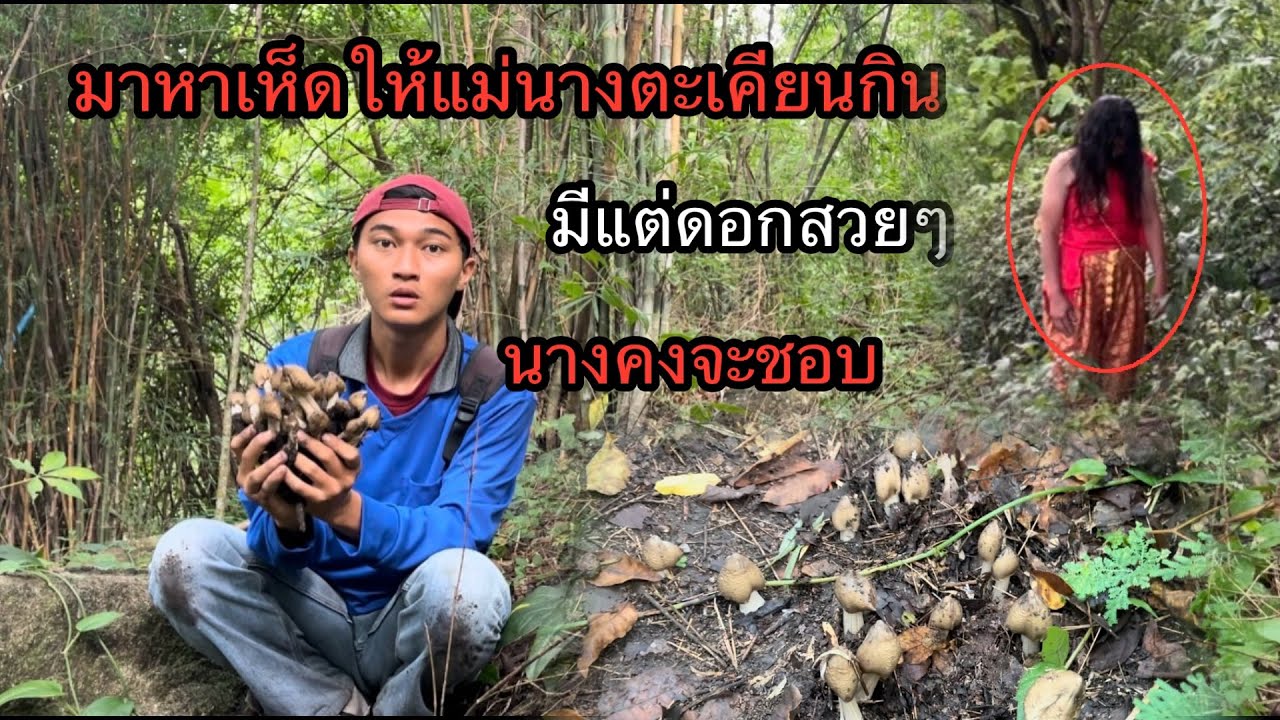 มาหาเห็ดโคนให้“แม่นางตะเคียน”มีแต่ดอกตูมๆสวยมากนางจะกินไหม.!?