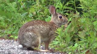 Rabbit & The Robins HQ HD