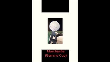 # Slides of Marchantia (Botany) Practical 2nd sem.