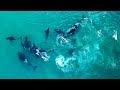 ORCAS FROM THE DRONE: PREDATION ON FEMALE ELEPHANT SEAL