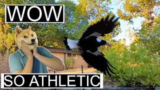 There Are Two Kinds of Magpie... by Wildlife In The Hills 327 views 1 month ago 23 seconds